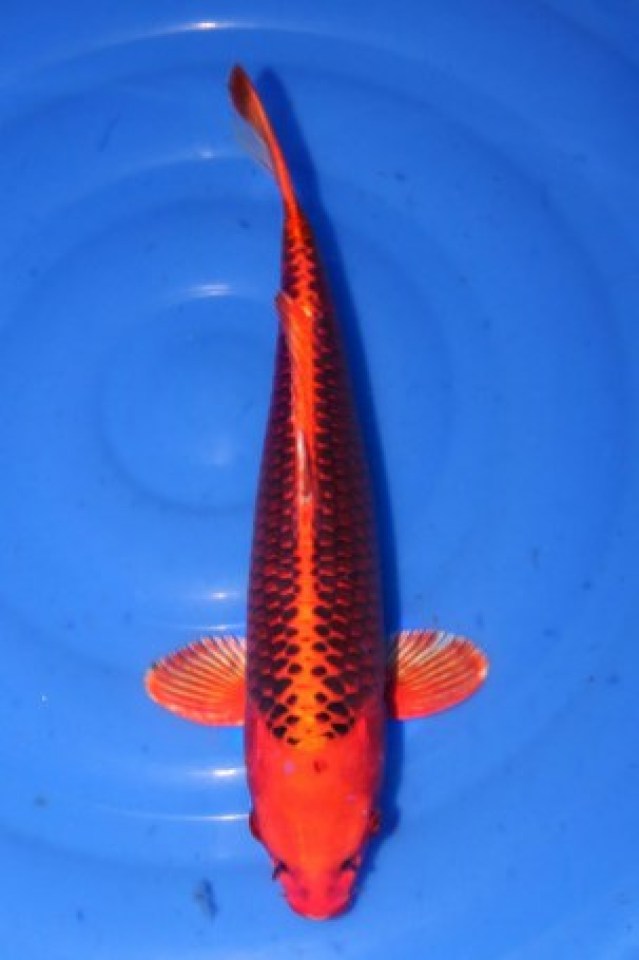 kat-Kin Matsuba